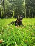 Kundelek w typie labradora