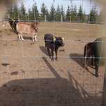 Sprzedam  jalowke rasy zebu