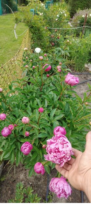 Peonia piwonia DUŻA karpa ponad 50 oczek