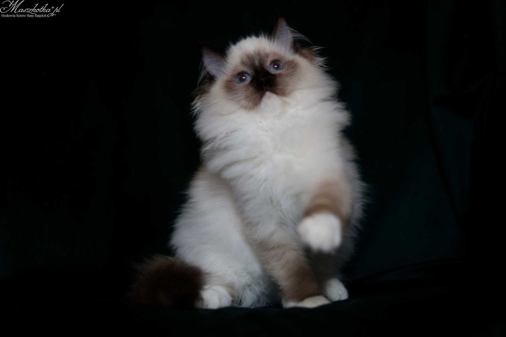 Ragdoll, super puchaty kocurek seal mitted z rodowodem FPL