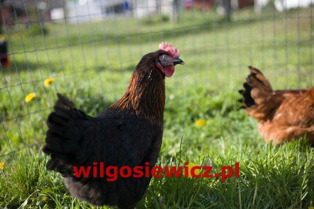 Kurki nioski  rasy Tetra brązowa odchowane