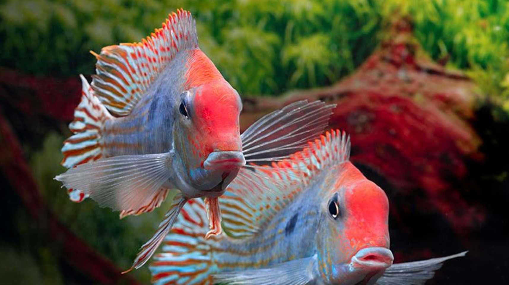 Ziemiojad RED HEAD TAPAJOS - Geophagus - dowóz, wysyłka