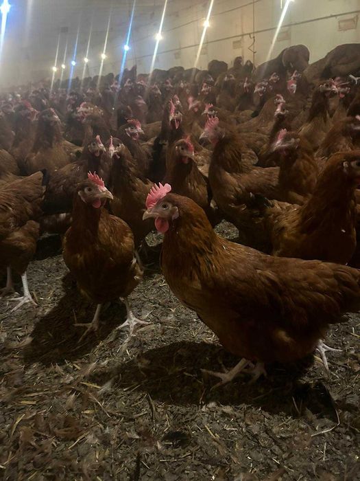 Kury Nioski Rosa 1 Leghorn Messa.Kurki z jajkiem z wolnego-wybiegu.