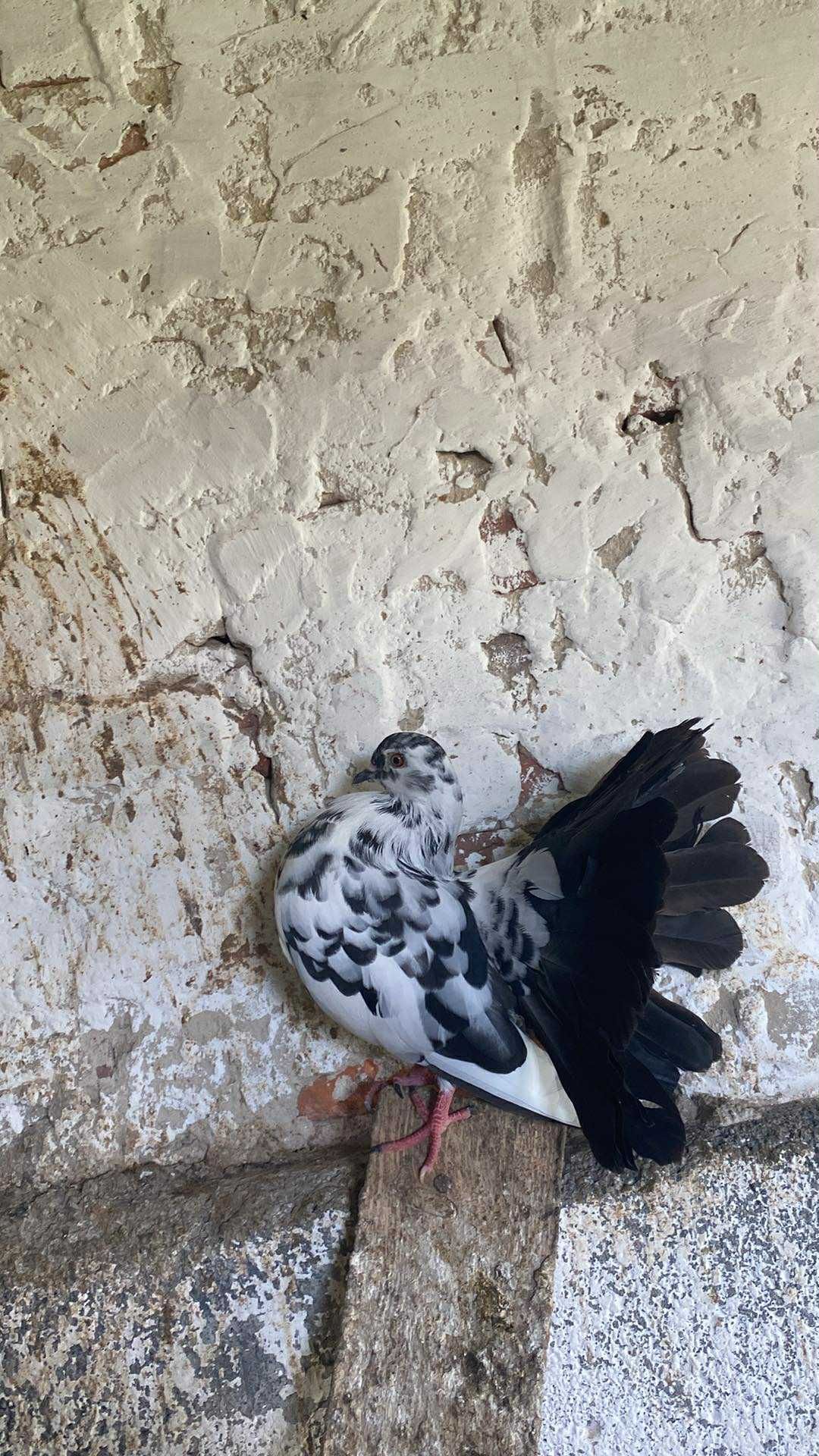 Gołębie pawiki mlode różne czarne, czerwone, żółte