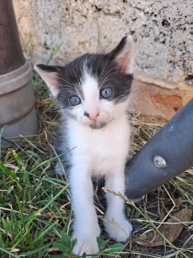 Kotek szuka dobrego domu