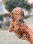 Lindo bebê de Poodle Standard procura novo dono!!!