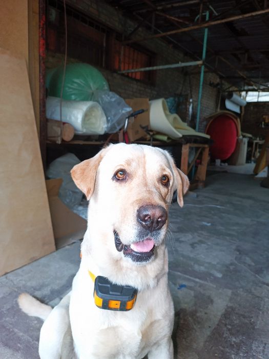 Лабрадор для в'язки