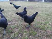 Ayam cemani jaja lęgowe de bresse kury fryzyjskie
