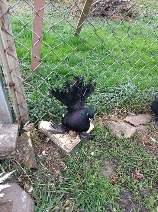 Gołębie ozdobne różne