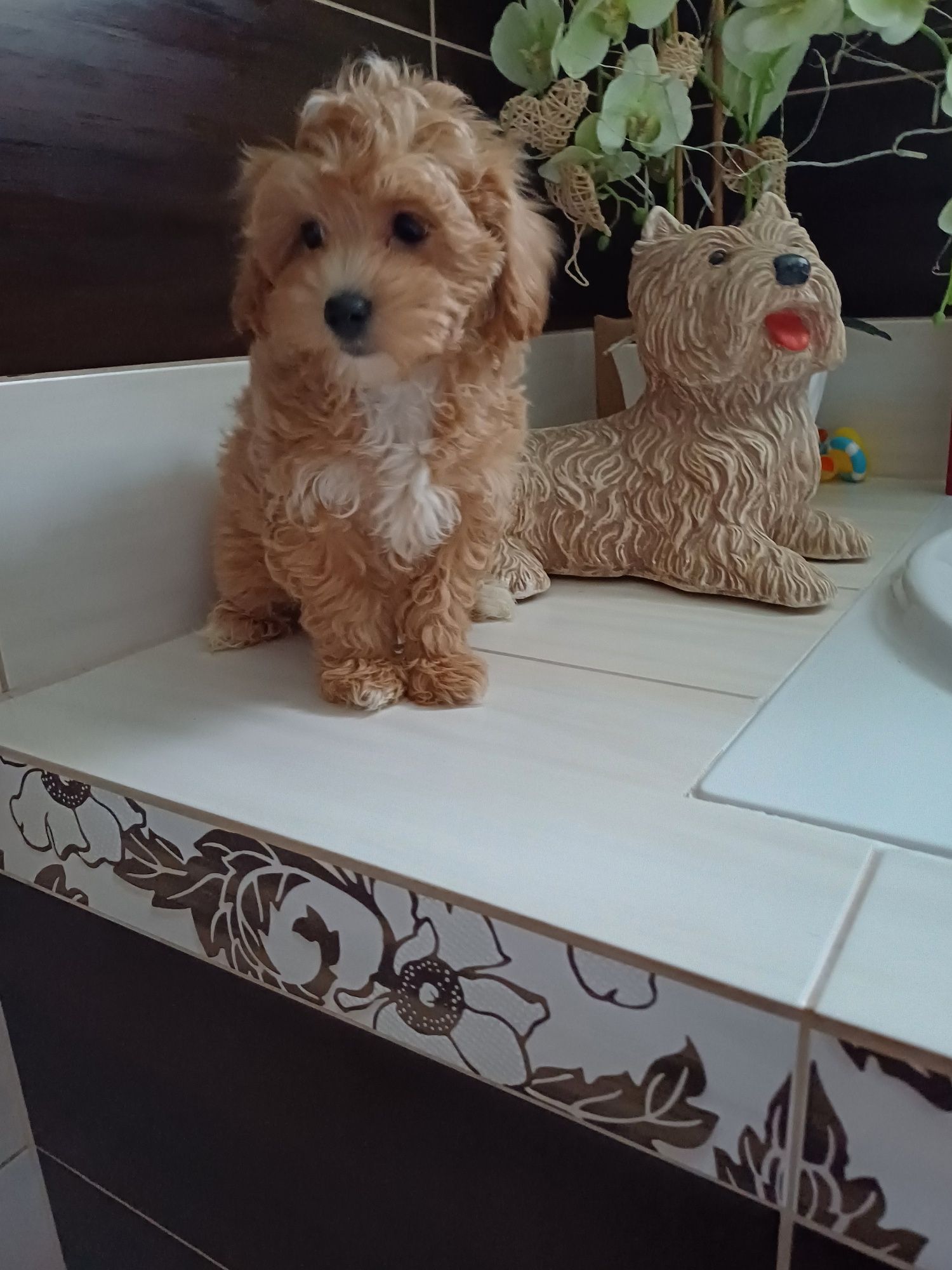 Śliczny maltipoo piesek