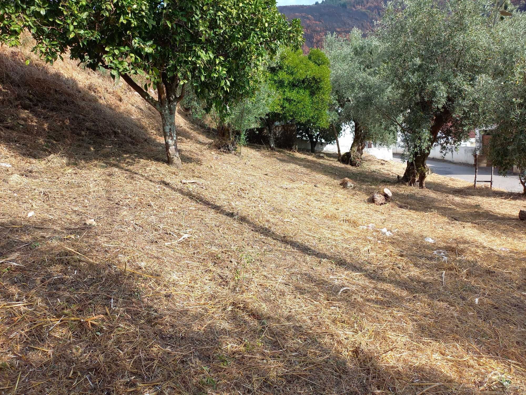 TERRENO Urbano com viabilidade para construção