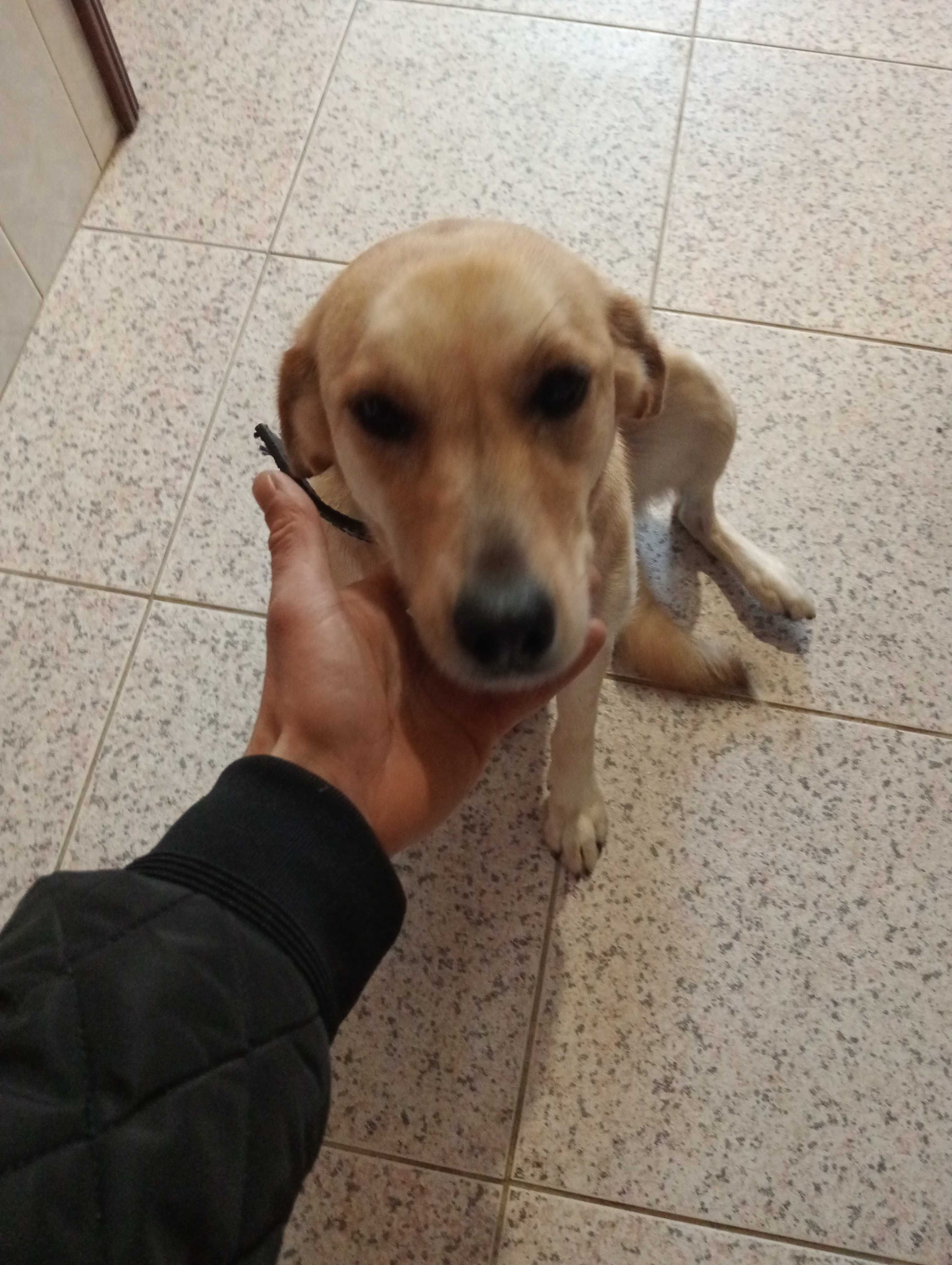 Dou cadela meiga