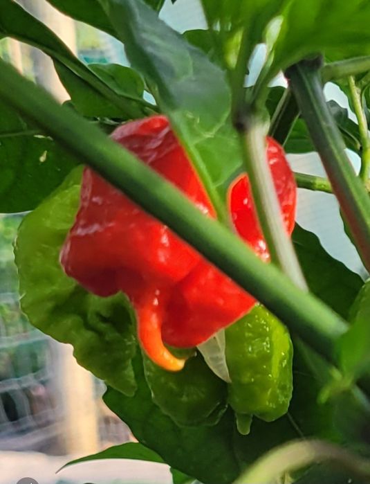 Carolina Reaper vermelha, 50 sementes