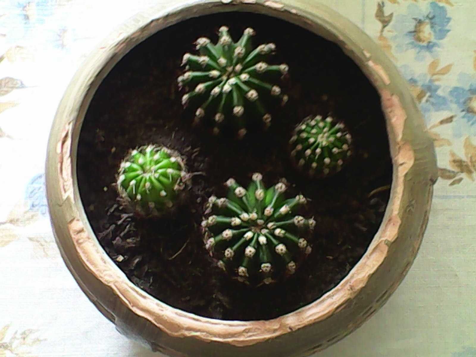 sadzonki kaktusa echinopsis