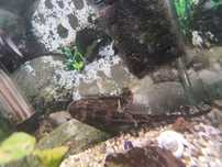Glonojad liposarcus