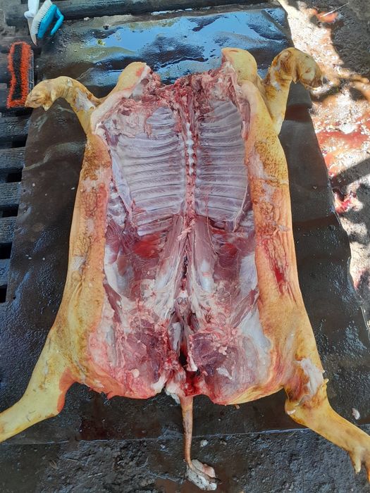 Продаю вьетнамских поросят.вьетнамцы.