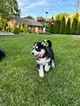Syberian Husky szczeniak