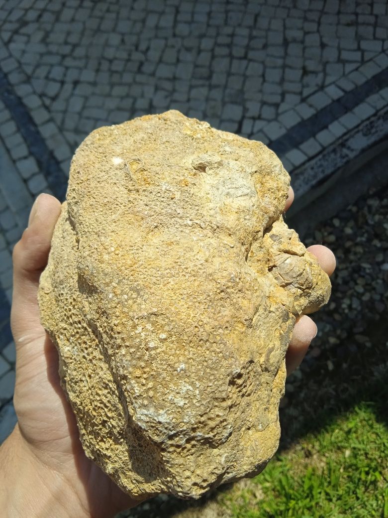 Fóssil Coral Jurássico Médio