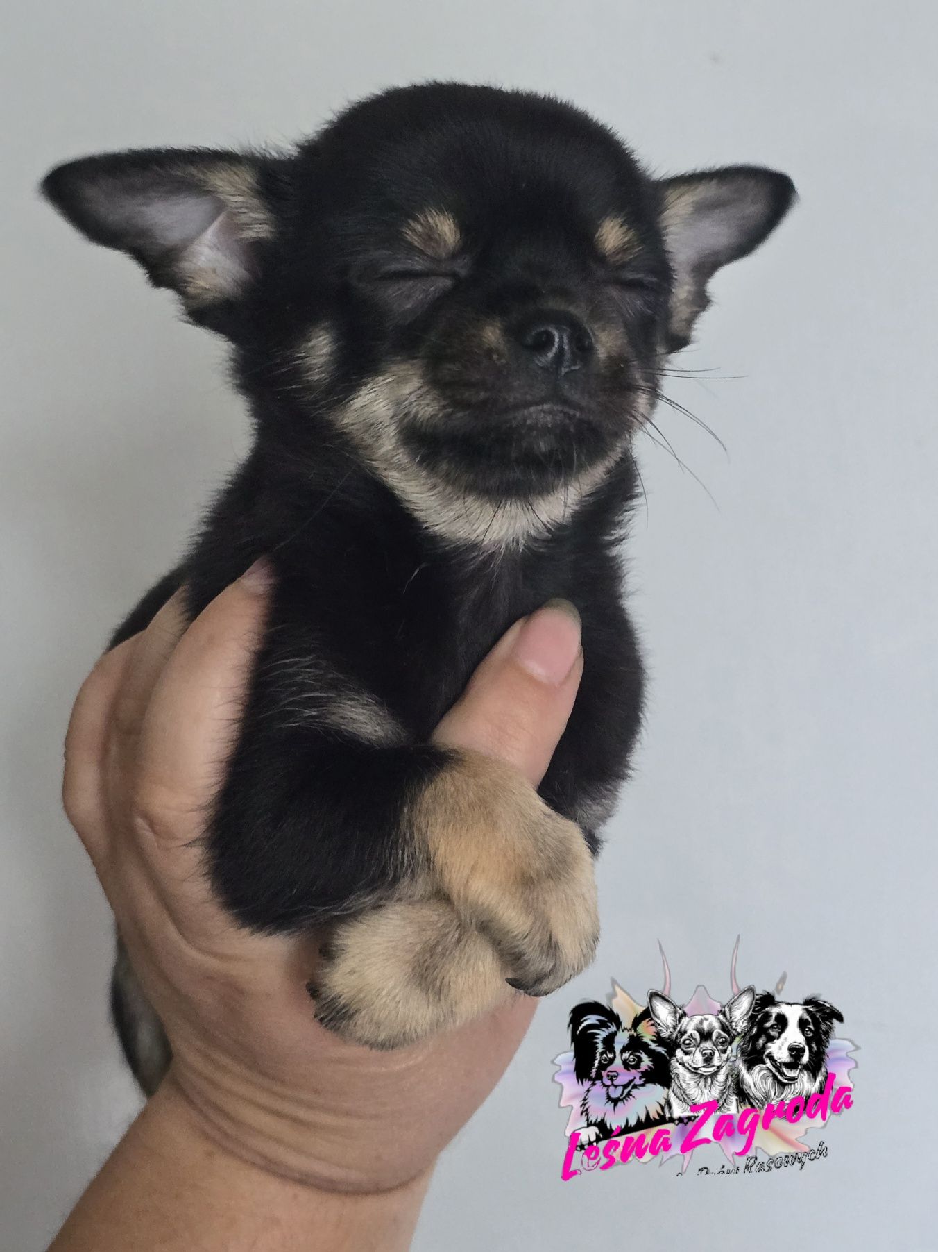 Chihuahua sprzedam