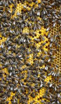 Продам бджолопакет (пчелопакет)