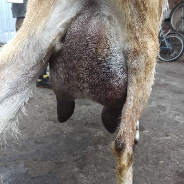 Дійні кози продаю