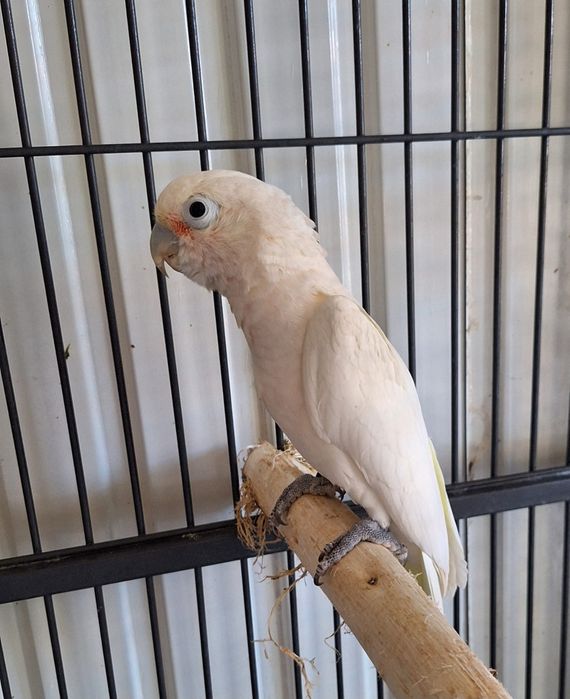 Papagaios / catatuas / araras / Amazonas