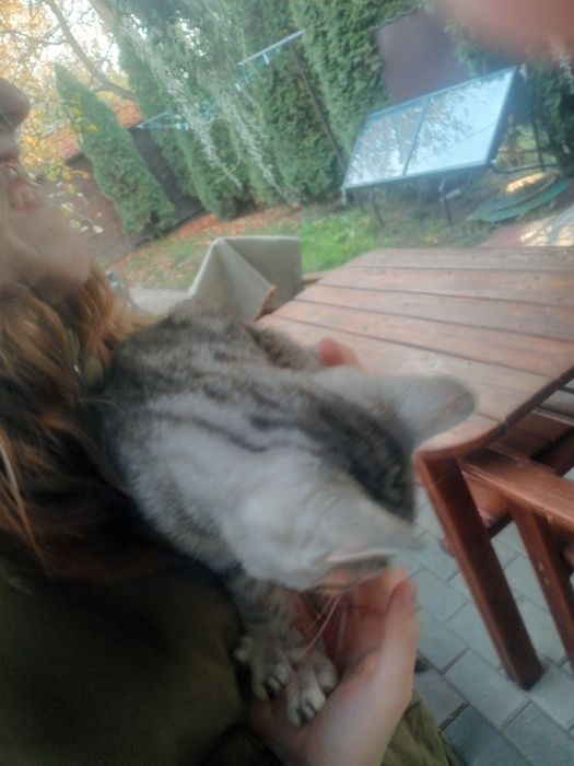 Piękny kocurek do oddania