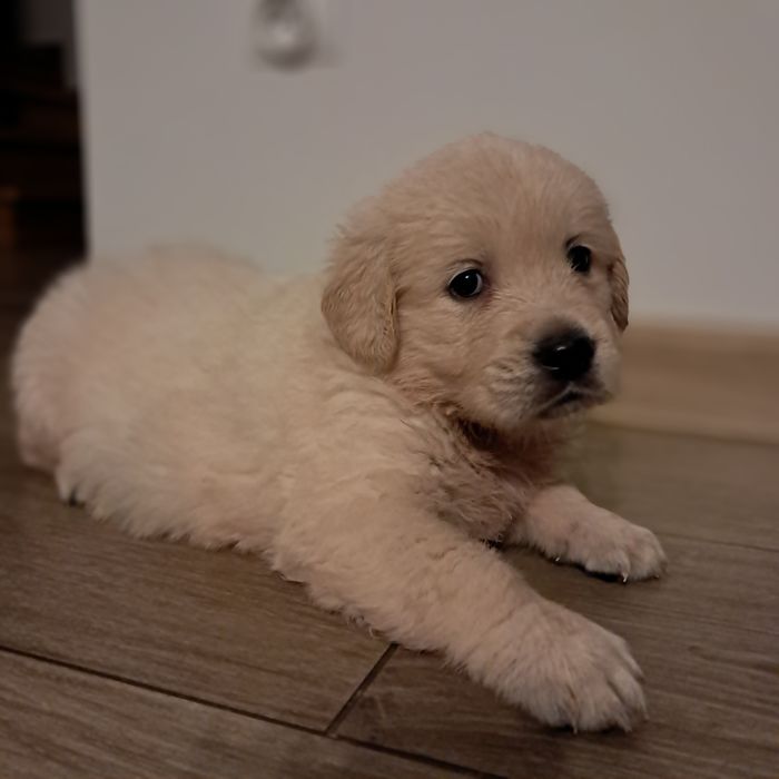 Szczenię do rezerwacji