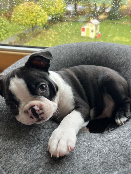 Boston Terrier - uroczy  szczeniaczek gotowy do odbioru