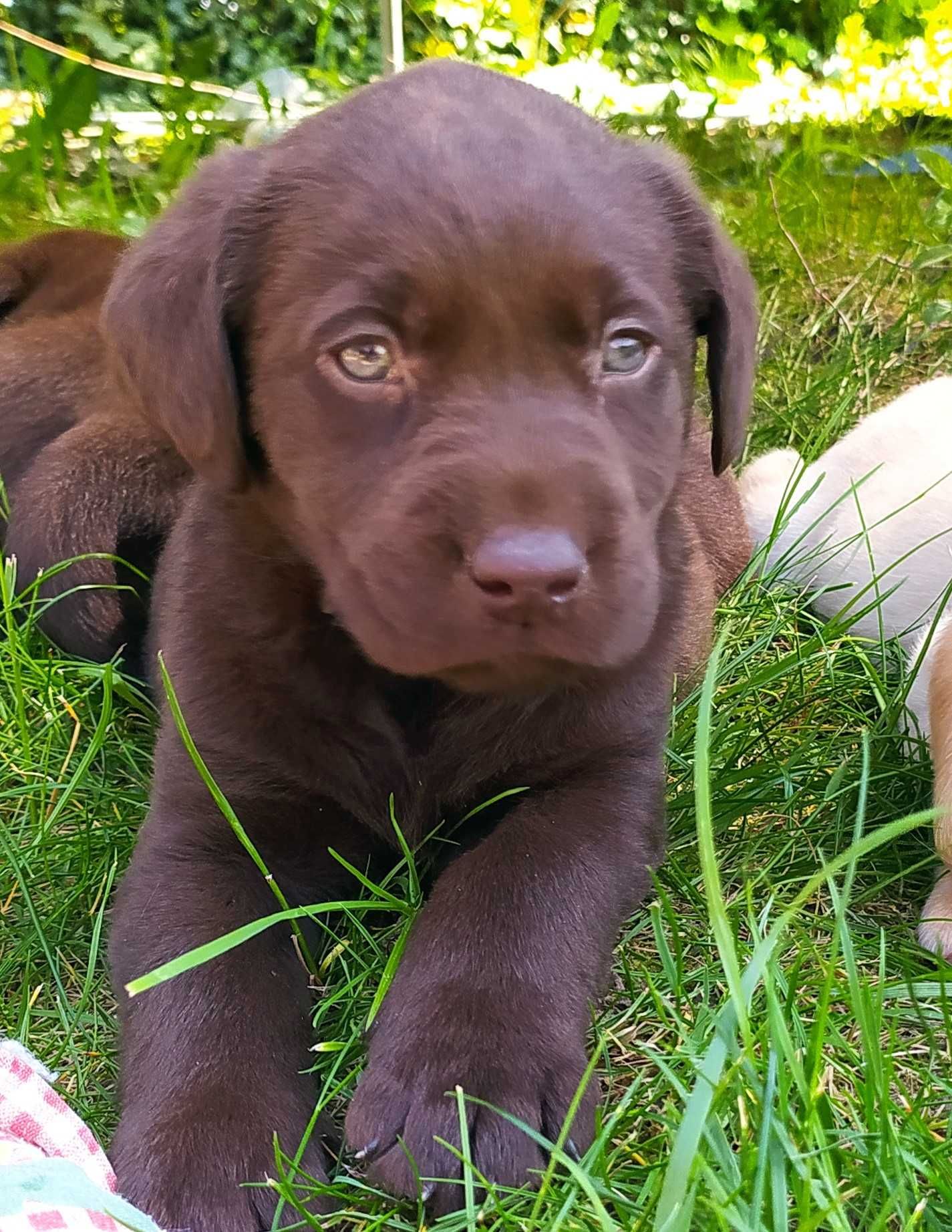 Labrador retriever czekoladowy piesek rodowód