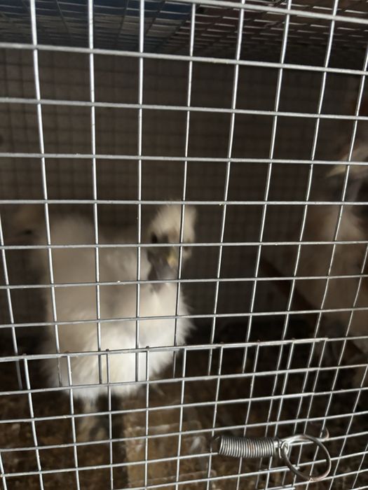 Vendo sedosas pescoço