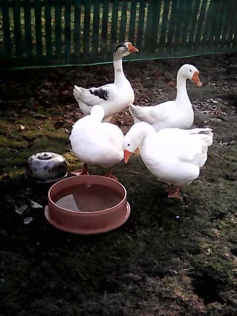 Gesi białe sprzedam