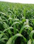 NUTRI HONEY Sorgo z trawą sudańską 25 kg USA