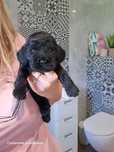 Cocker spaniel angielski
