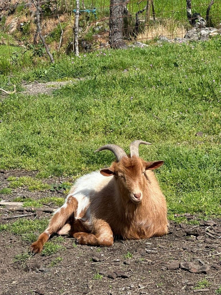 Chibo de raça anã
