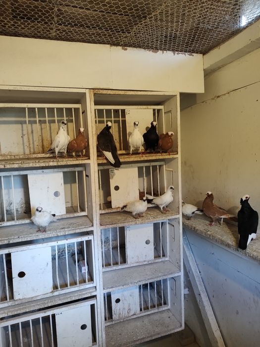 Gołębie ozdobne szeki końcate koroniate samce samice