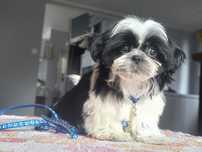 Urocza Sunia shihtzu