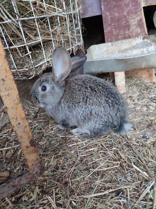 Кролики и крольчата продам