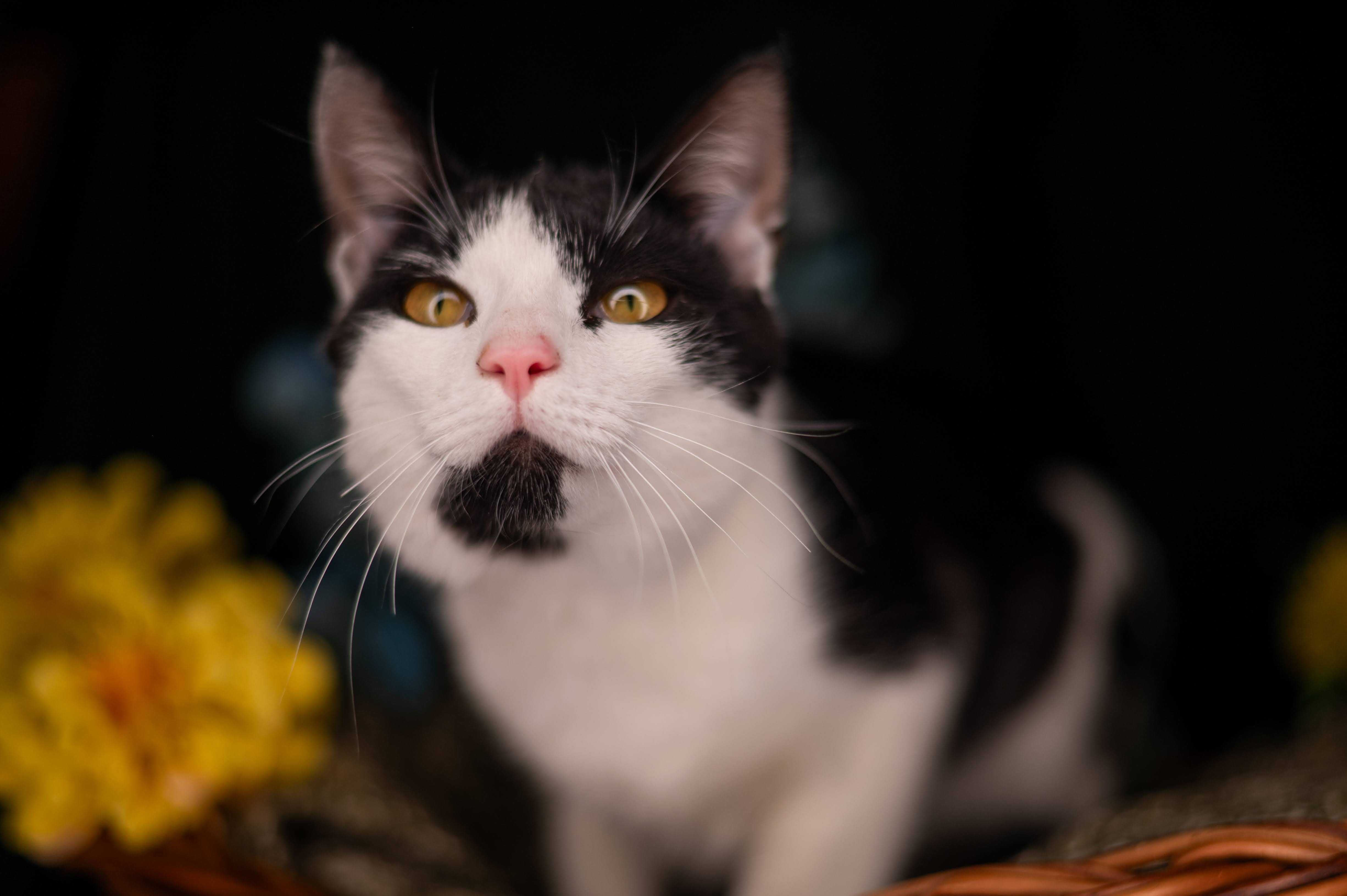 PICASSO kocur do adopcji