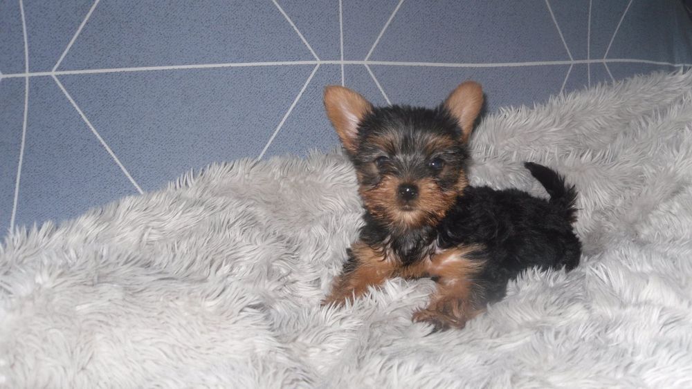 Menino Yorkshire com LOP