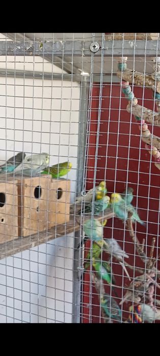 Periquitos boa qualidade