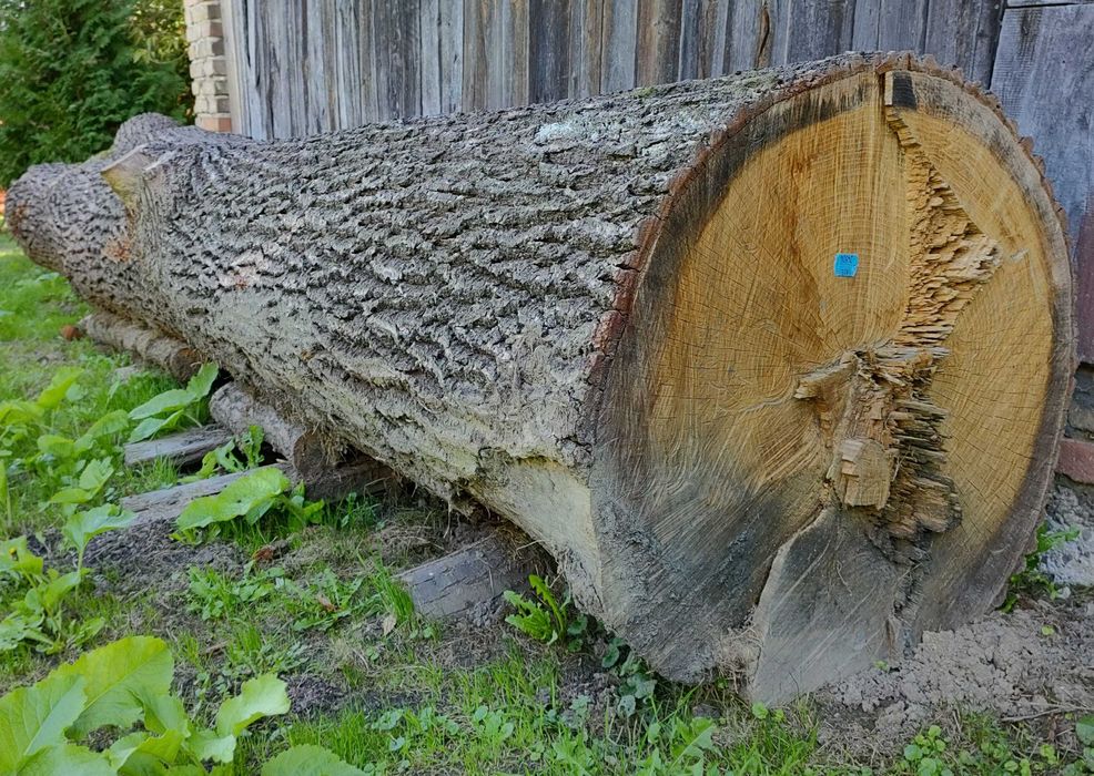 Deski Dębowe Brzozowe Lipowe - Kloc Dębowy Monolit Dąb
