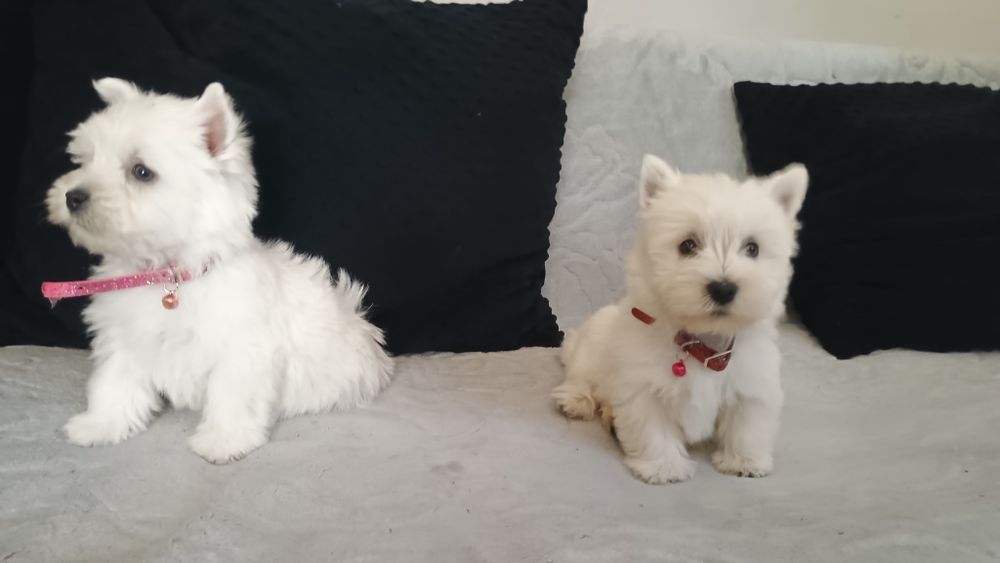 West Highland white terier