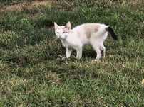 Kotek do adopcji