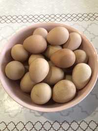 Jaja perlicze 30 sztuk