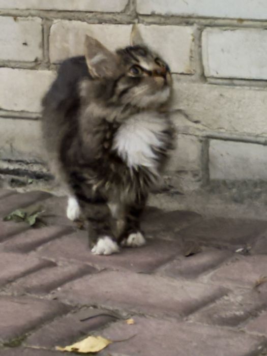 Безкоштовно в гарні руки смугасте кошеня з білою грудкою