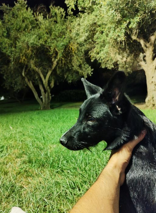 Doação cãozinho Macho