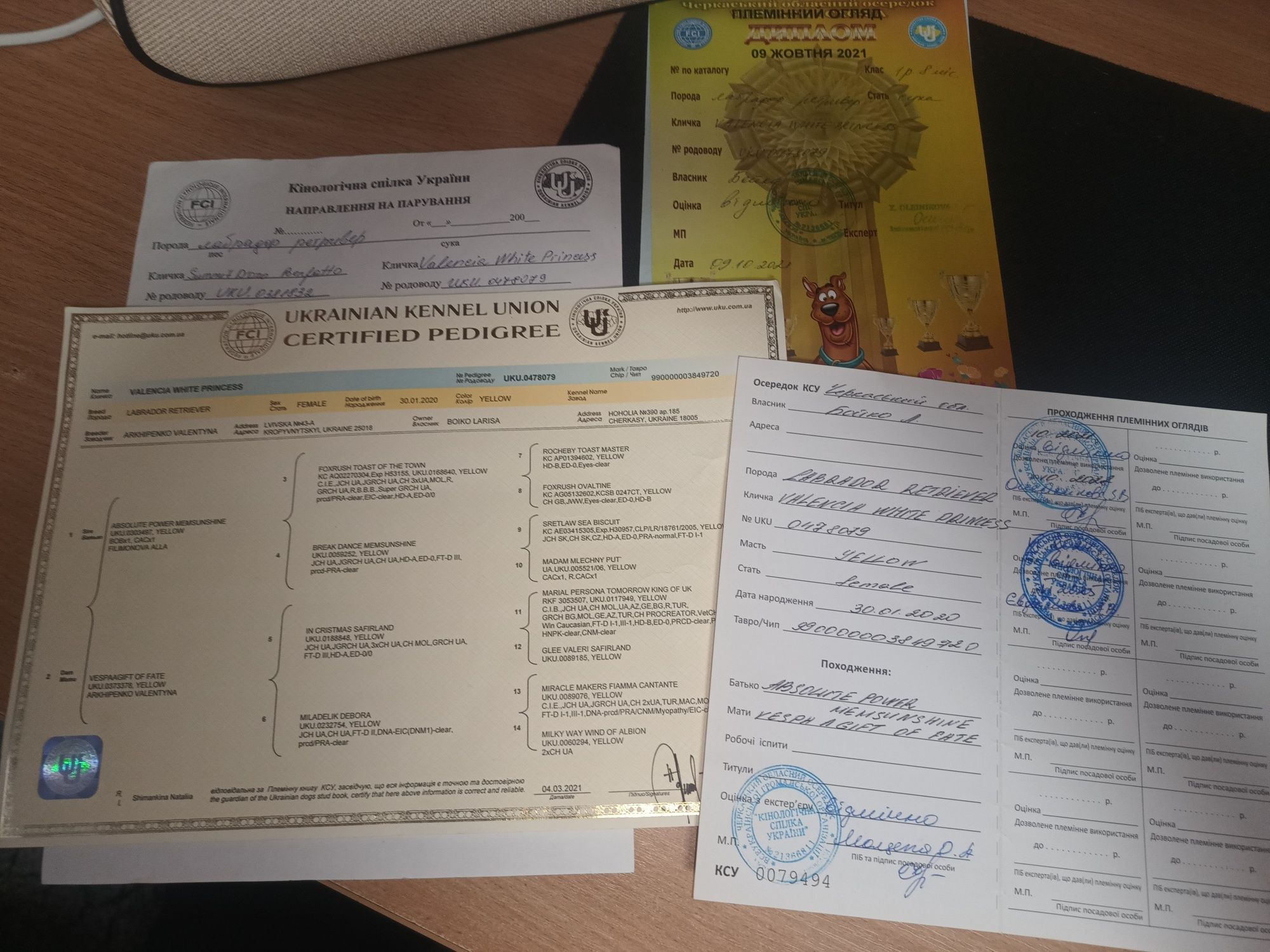 Племінні Цуценята Лабрадора Ретривера з гарною родословною