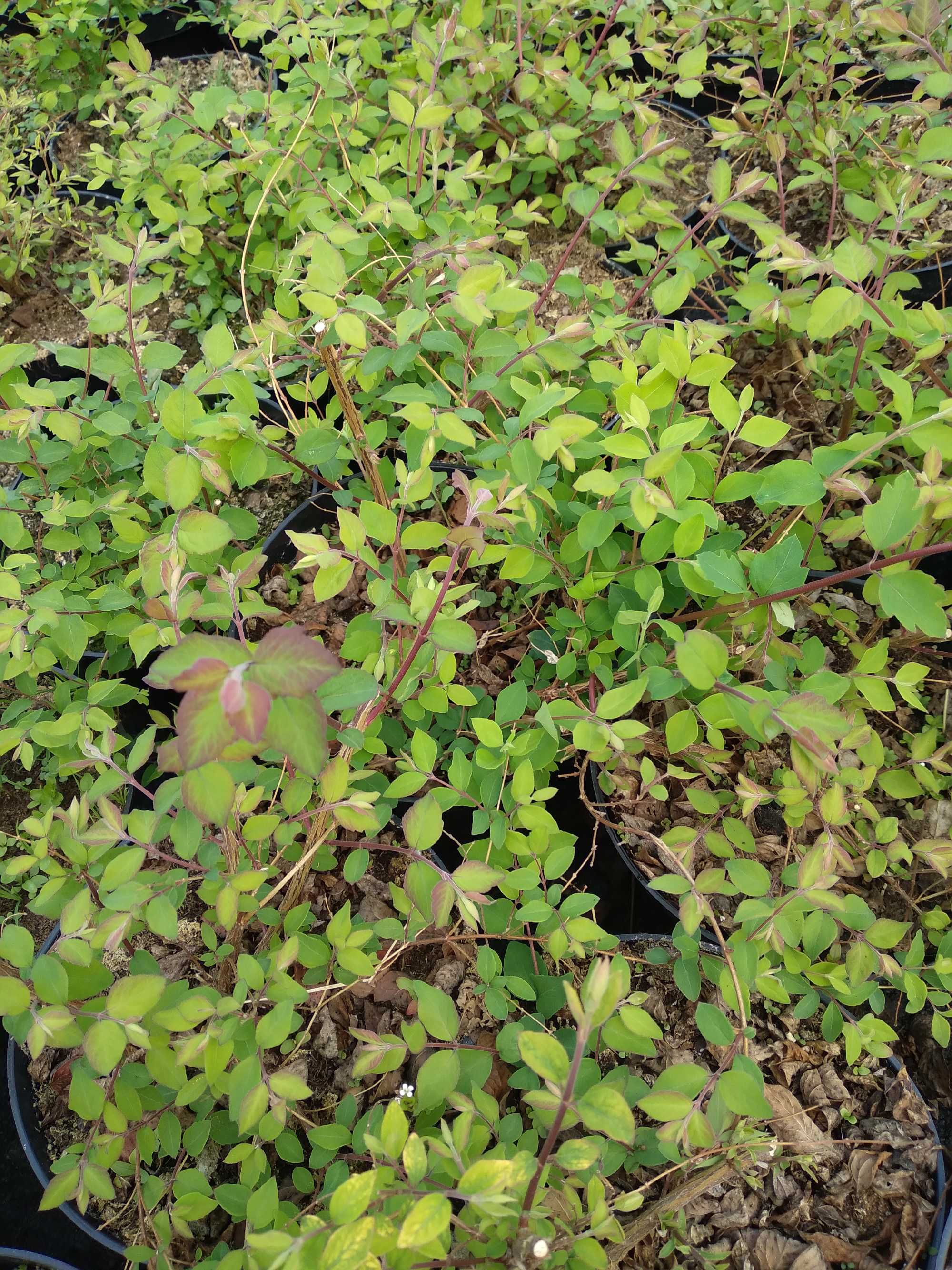 Śnieguliczka  'Hancock', Symphoricarpos ×chenaultii 'Hancock'