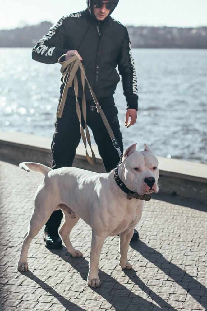 Аргентиський дог, Dogo Argentino, Аргентинский дог, вязка, злучка.